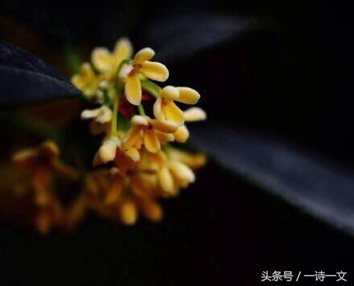 《唯有丹桂飘香八月馥郁芬芳》我，想你了荼蘼花事春已了