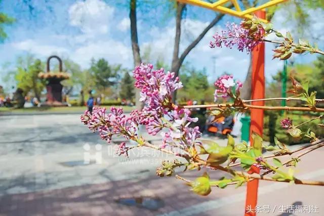 最能代表哈尔滨的图,哈尔滨城市形象符号