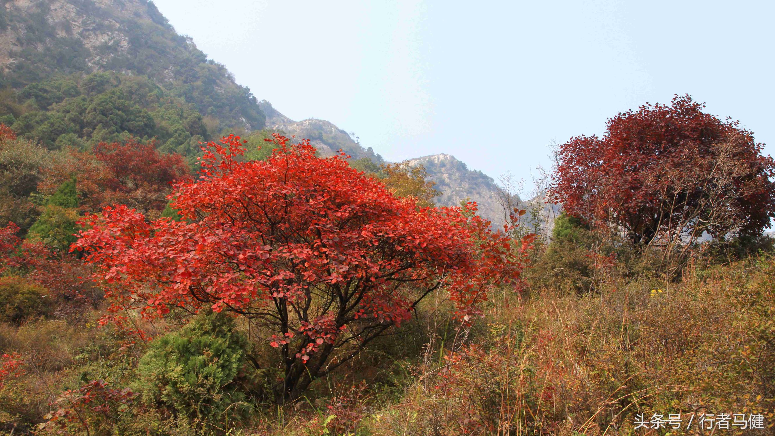 错过了邢台云梦山，太行山最大的红叶区，就相当于错过了整个秋天