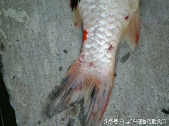 十月鱼塘里的锚头蚤，杀灭幼虫是关键