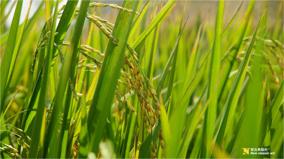 今年稻谷托市价,今年稻谷收购价跌了好多会回升吗