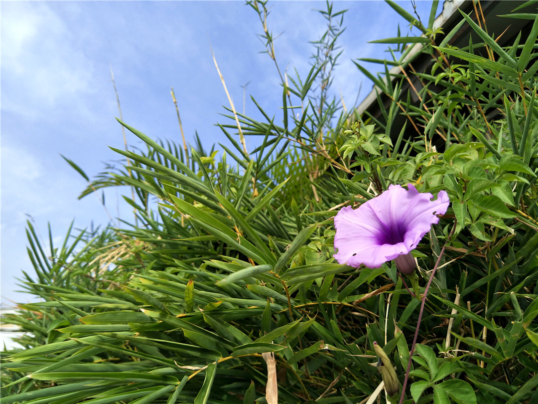 oppor9s评测吃鸡,oppor9s测评什么处理器