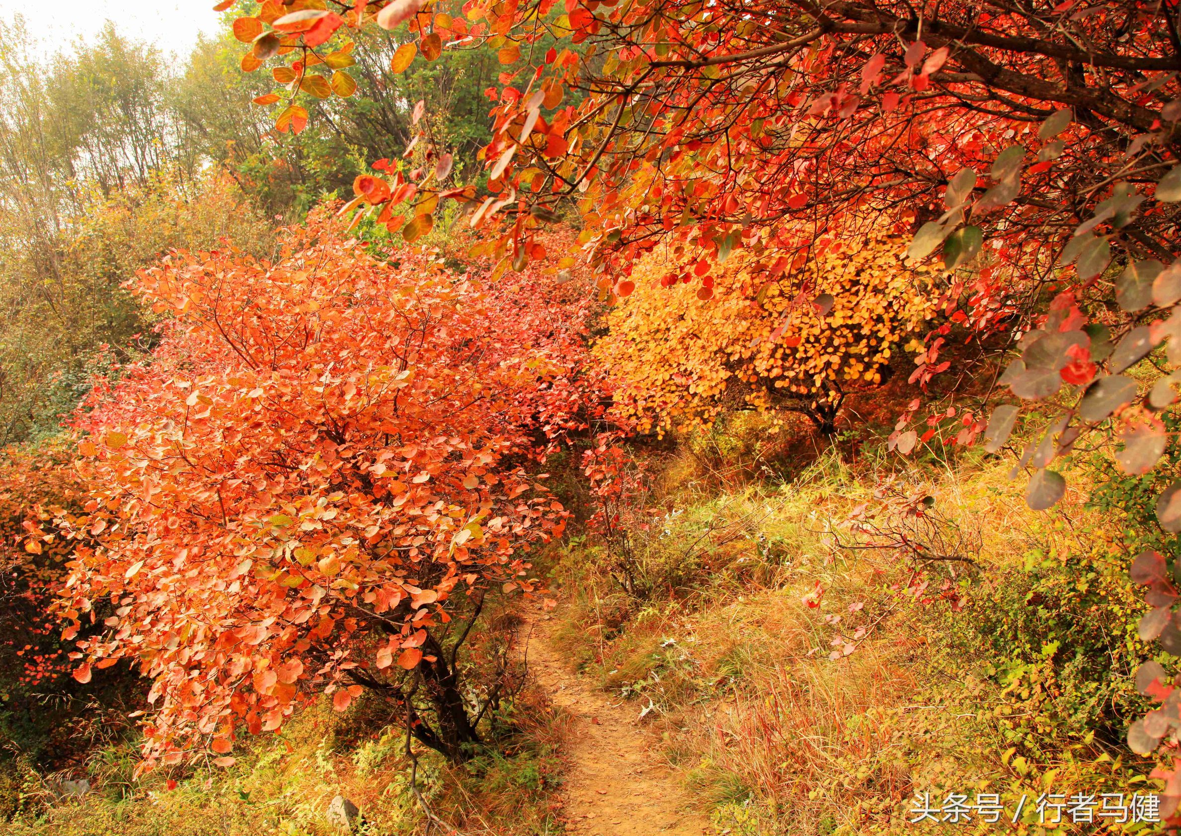 错过了邢台云梦山，太行山最大的红叶区，就相当于错过了整个秋天