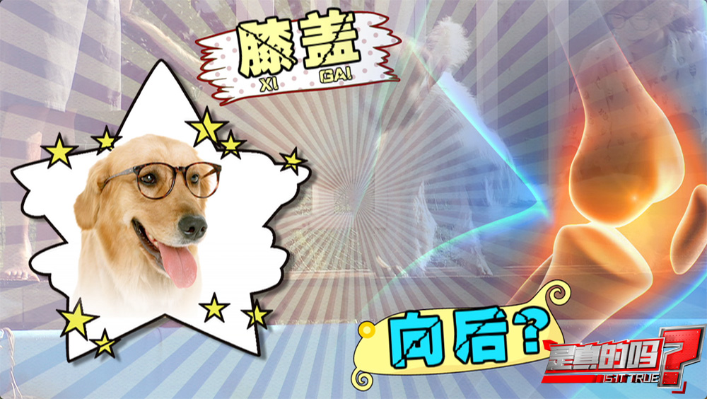 小狗的耳朵怎么会朝后,小狗正常站立脚是朝外的吗