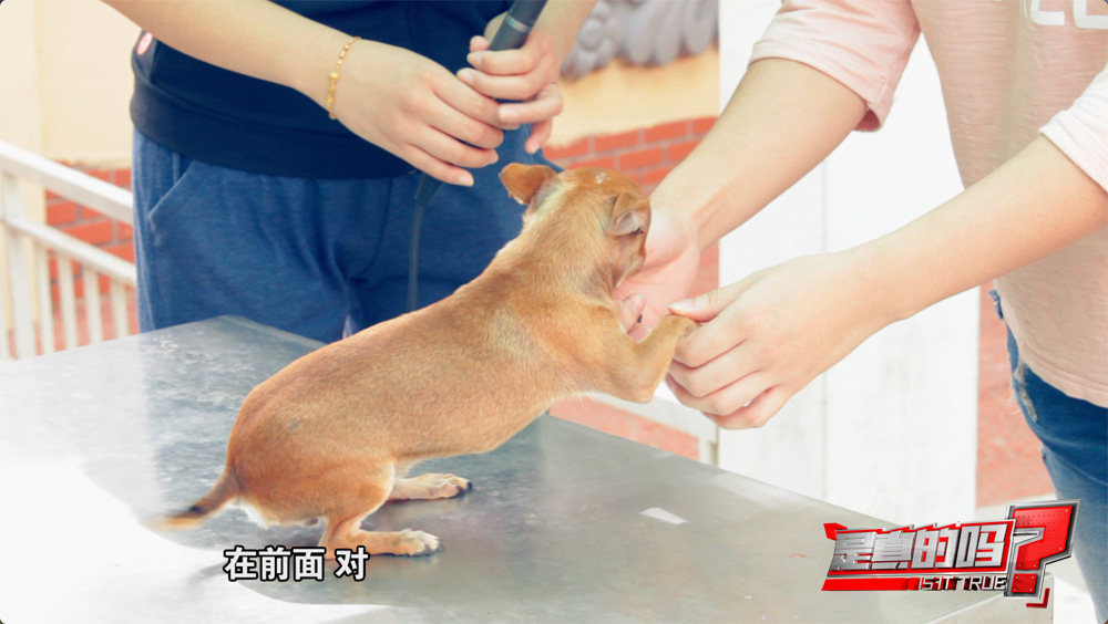 小狗的耳朵怎么会朝后,小狗正常站立脚是朝外的吗