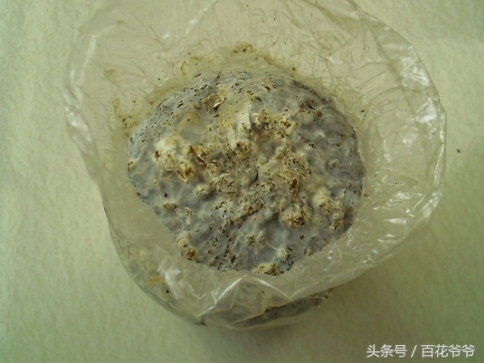 粉碎的玉米芯种植蘑菇方法和步骤,阳台种蘑菇的正确方法