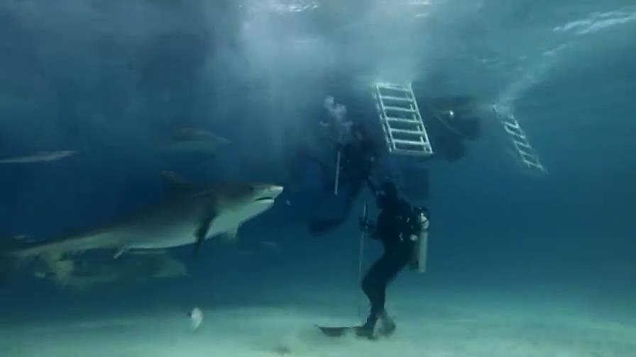 美女为了能在海中畅游，进行了恐怖的鲨鱼治疗法