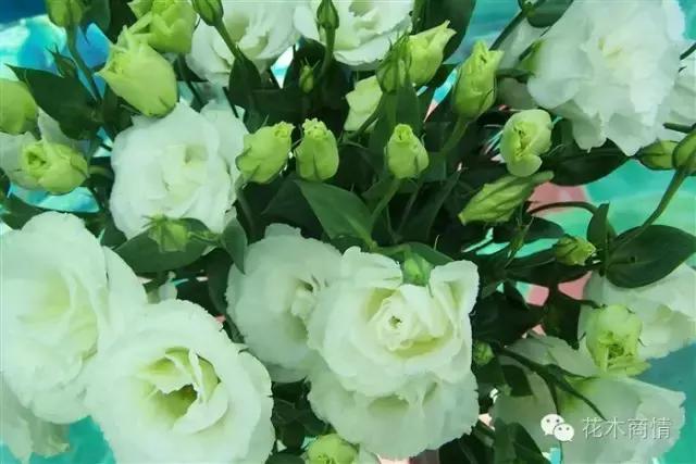 你是苗木“老司机”？这些名字好听又漂亮的花木你认识几种？