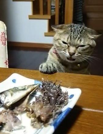 萌宠萌图第735：喵星人偷吃主人放在桌子上的食物