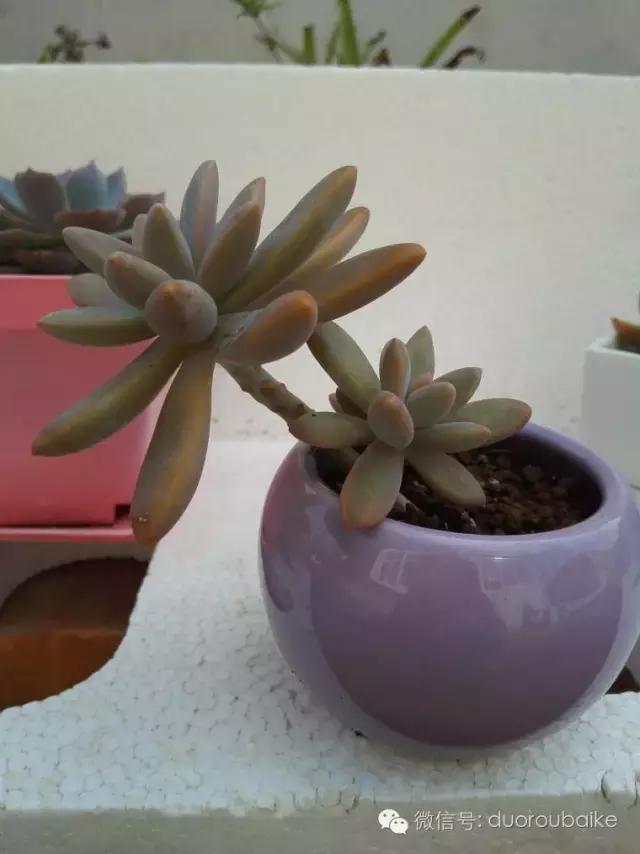 多肉在不经意间治愈你,多肉独立而坚强
