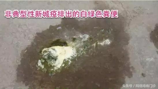 养鸡小知识简单16条,养鸡ppt课件