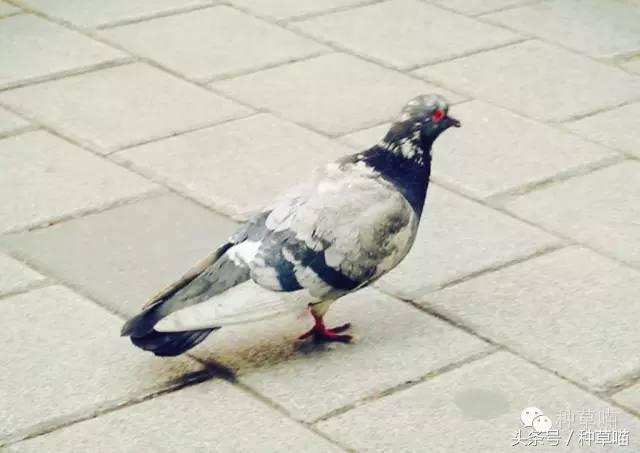 老司机带路买车不迷茫,老司机带路游广州