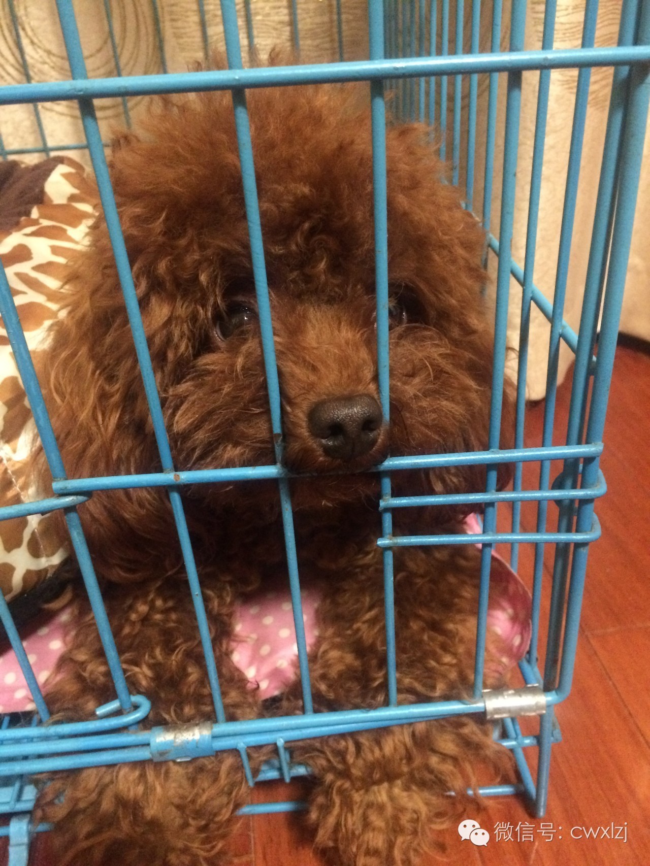 可怜的泰迪又挨揍了,泰迪乱尿被打有作用吗