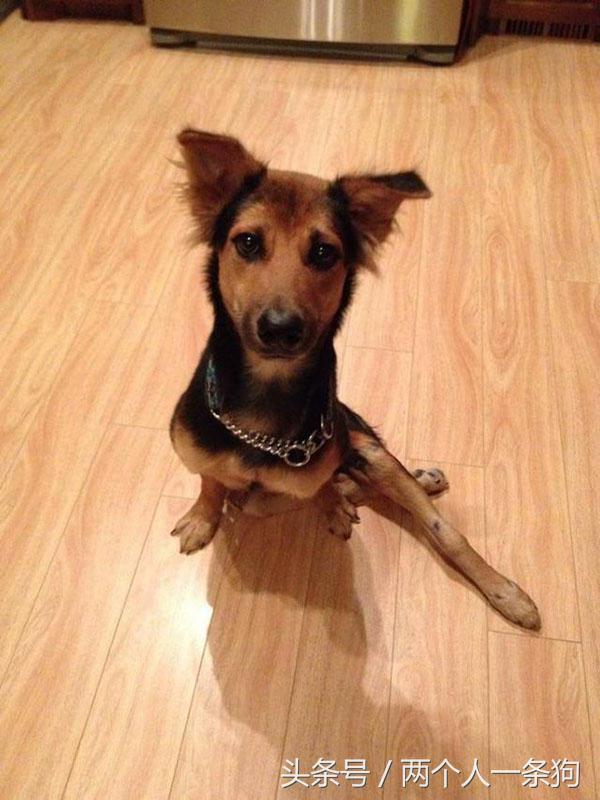 流浪狗被撞断后腿,流浪狗断了一条腿被宠物医生救下