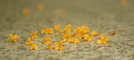 《唯有丹桂飘香八月馥郁芬芳》我，想你了荼蘼花事春已了