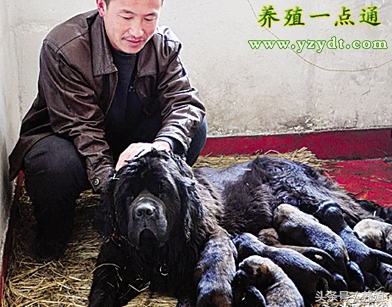 藏獒产仔需要剖腹吗,藏獒的孕期是多久