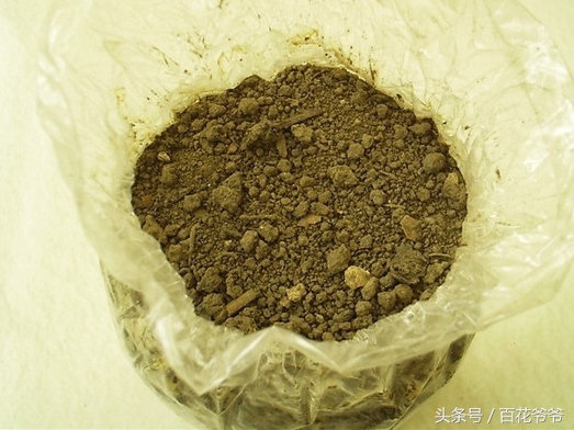 粉碎的玉米芯种植蘑菇方法和步骤,阳台种蘑菇的正确方法