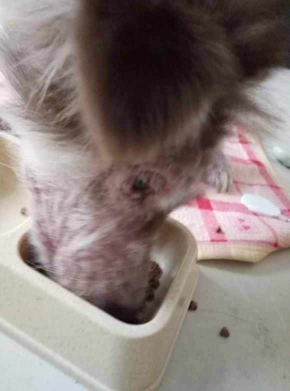 收养了一只皮肤病很严重的阿拉