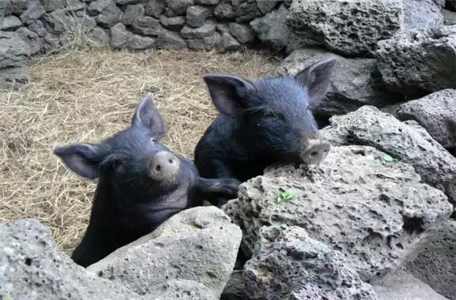 除了美景美食也不可辜负,带你领略济州岛的美景