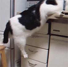 萌宠萌图第735：喵星人偷吃主人放在桌子上的食物