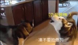 萌宠萌图第735：喵星人偷吃主人放在桌子上的食物