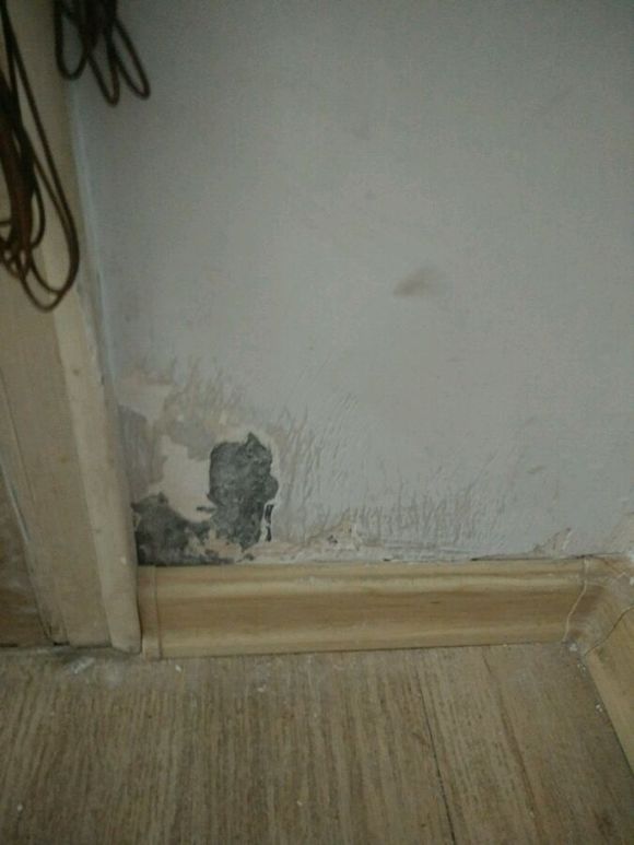 真没见过比熊这么撕家、不爱干净的，蓝瘦香菇想吃狗肉~