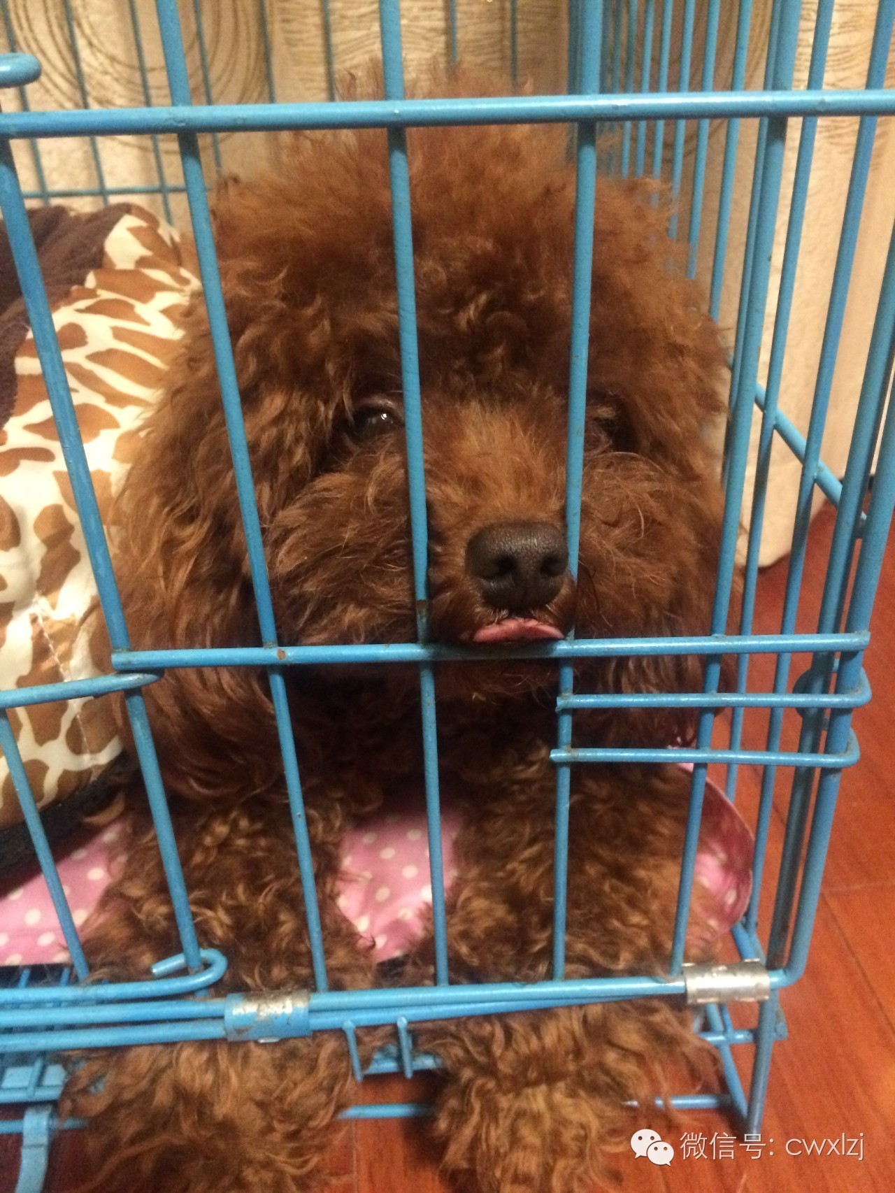 可怜的泰迪又挨揍了,泰迪乱尿被打有作用吗