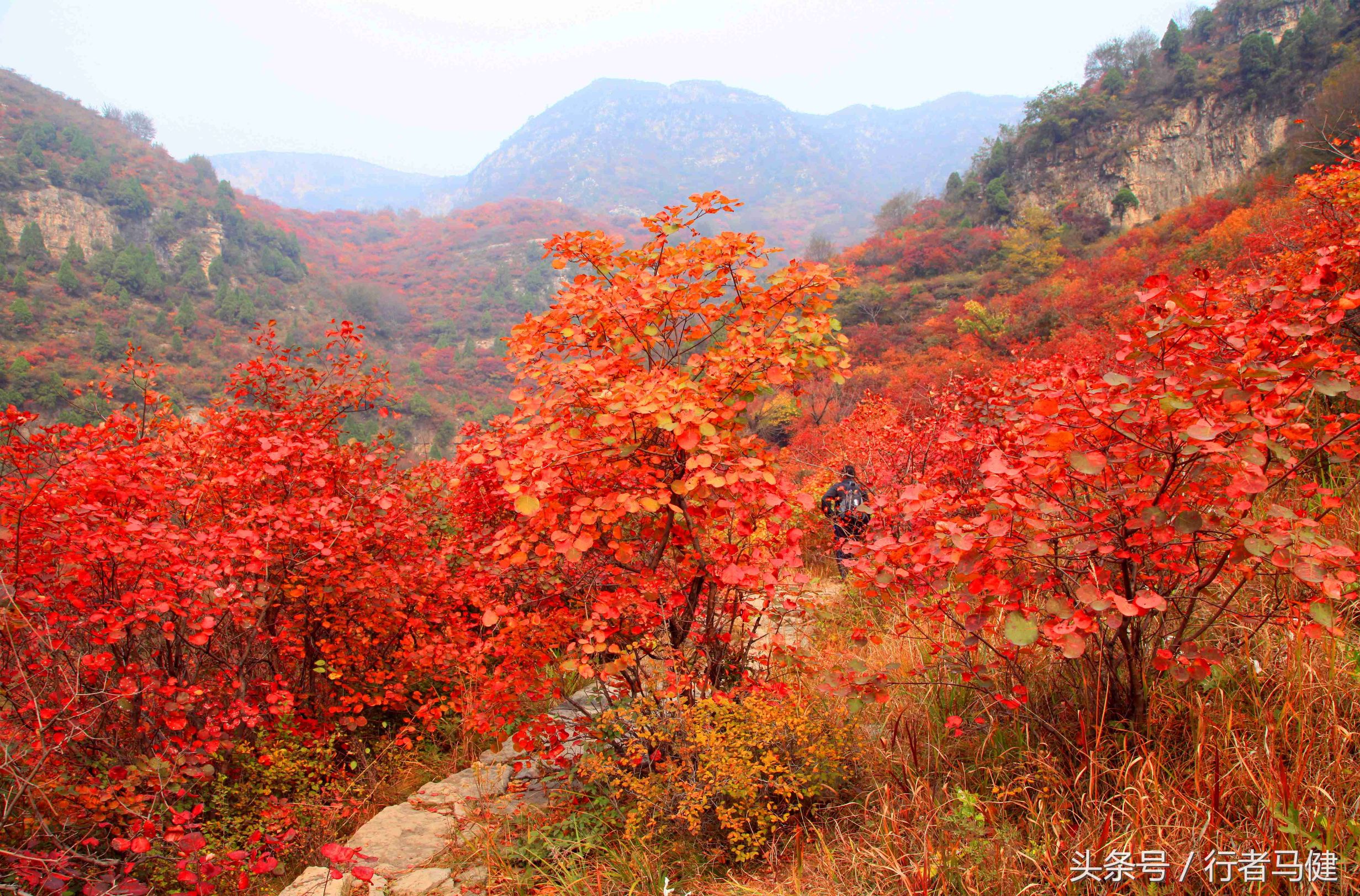 错过了邢台云梦山，太行山最大的红叶区，就相当于错过了整个秋天