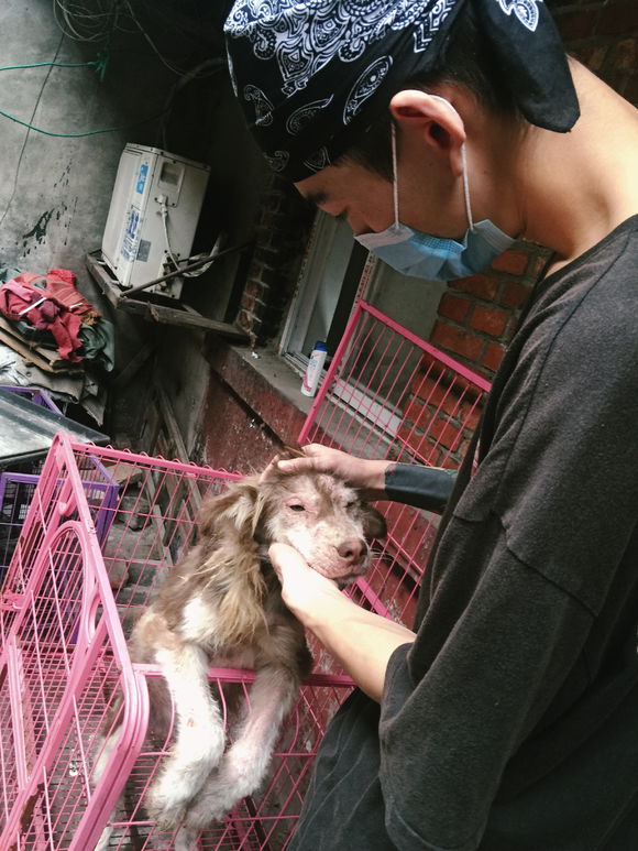 收养了一只皮肤病很严重的阿拉