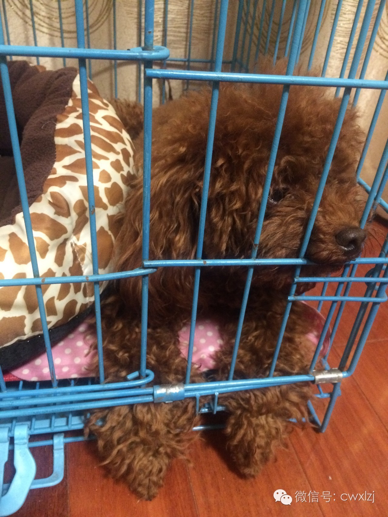 可怜的泰迪又挨揍了,泰迪乱尿被打有作用吗