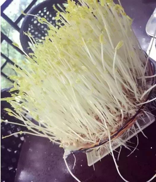 重庆必吃的12家火锅,重庆必吃的10家火锅