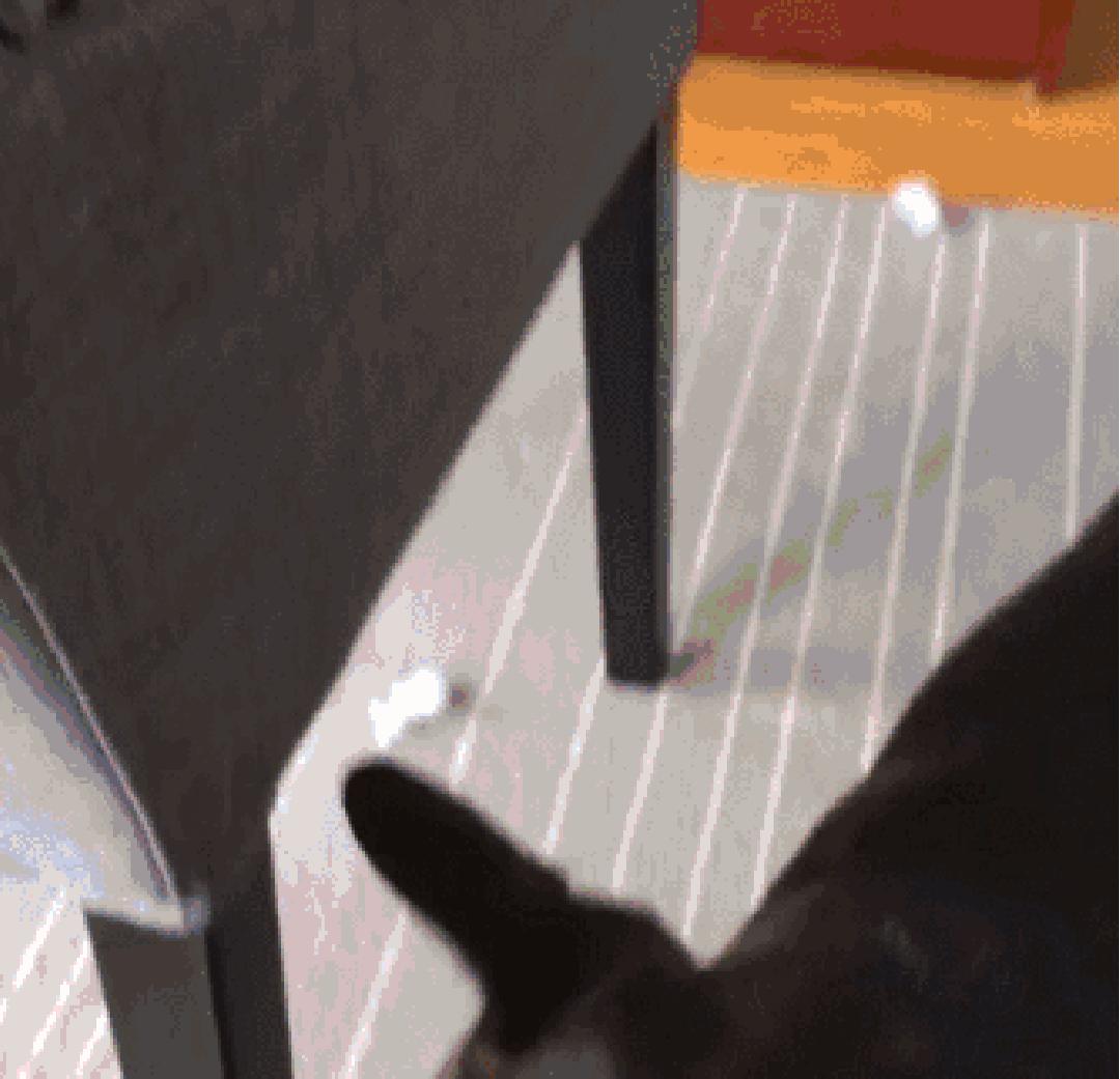 这只猫长得眉清目秀,这只猫眼神犀利无比