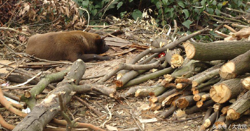 无证采伐林木立案处罚程序,私砍林木怎么处罚