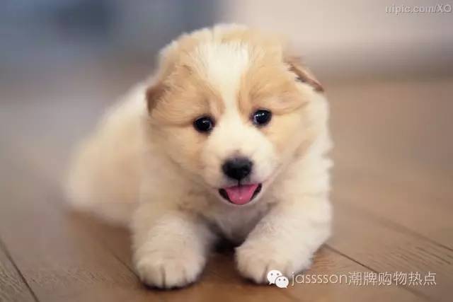 复合动物进化论,达尔文动物进化论观点