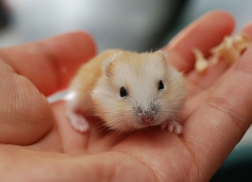 仓鼠爱尿尿怎么办,仓鼠爱在窝里排泄怎么办