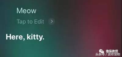 猫咪对着主人喵一声,猫咪对着主人叫但是没声音
