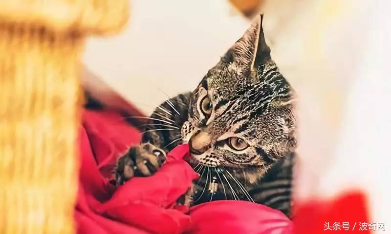 猫咪呕吐怎么判断是猫粮的问题,猫咪呕吐如何确定是猫粮问题