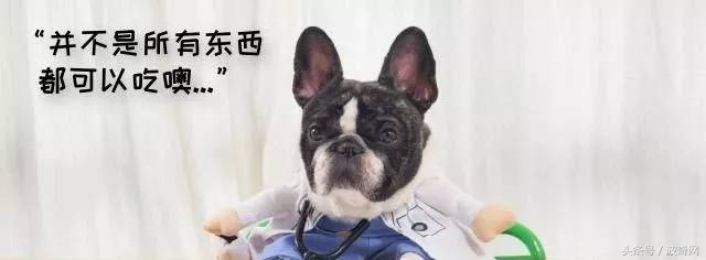 狗狗除了狗粮还可以吃的食物,狗狗除了喂狗粮还可以喂什么