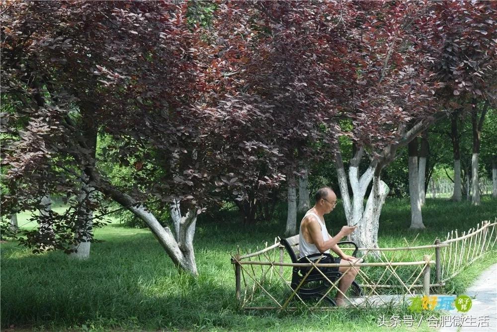 老合肥杏花公园,合肥曾经有两个杏花公园