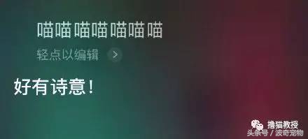 猫咪对着主人喵一声,猫咪对着主人叫但是没声音