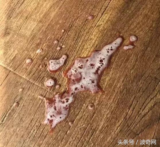 猫咪呕吐怎么判断是猫粮的问题,猫咪呕吐如何确定是猫粮问题