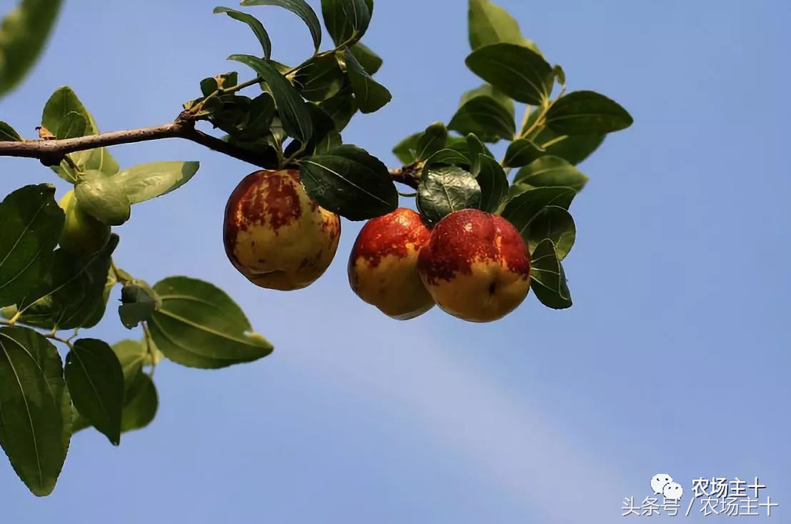 农产品众筹方案,为什么众筹没了