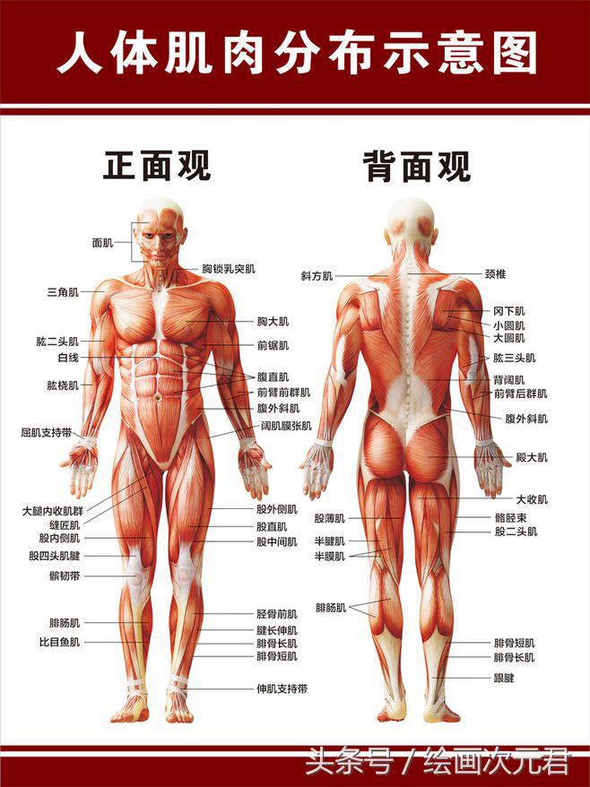 人体结构怎么画？教你如何绘画人体动态的技巧！