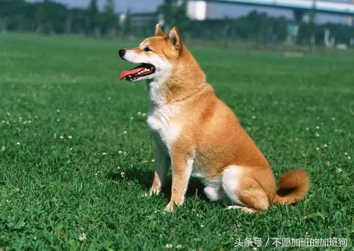 狗被咬如何自救,如何对狗急救