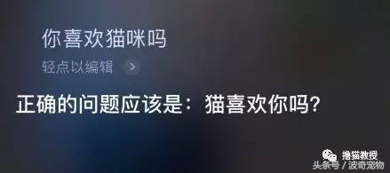 猫咪对着主人喵一声,猫咪对着主人叫但是没声音