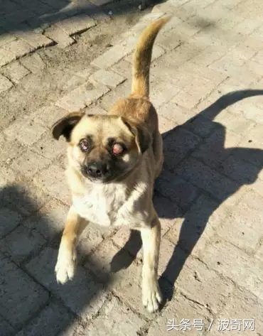 閲戞瘺绗煎瓙閲岀殑娉拌开,閲戞瘺鍜岀憻鐟熷彂鎶栫殑娉拌开