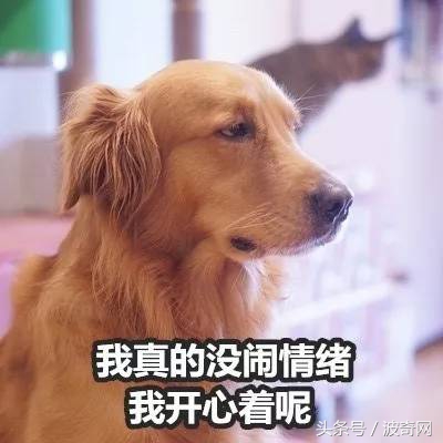金毛吃起醋来，连自己的孩子都嫉妒