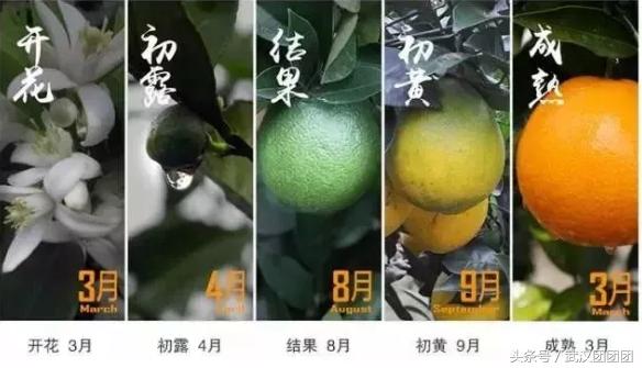 秭归伦晚,正宗秭归伦晚产品介绍