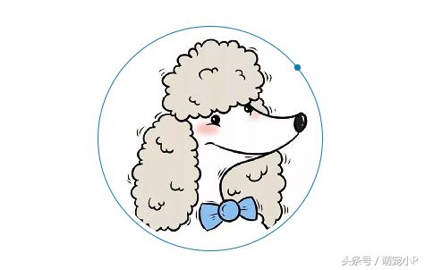 宠物泪痕如何消除,宠物泪痕如何消除省钱