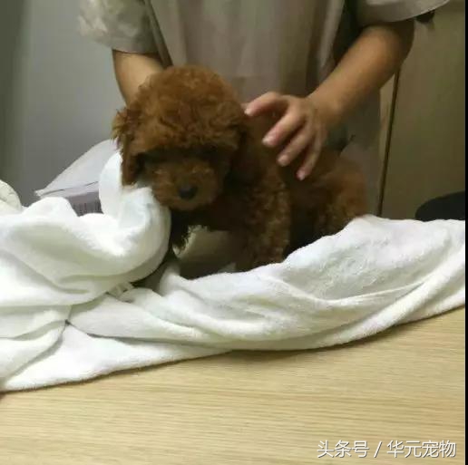 《天使不再流浪》Vol84：狗狗有细小，如果你喜欢，求你把牠治好